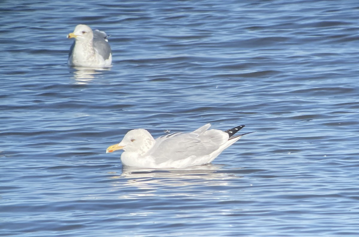 American Herring x Glaucous-winged Gull (hybrid) - ML629979033