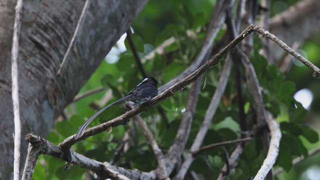 Black Paradise-Flycatcher - ML629979038