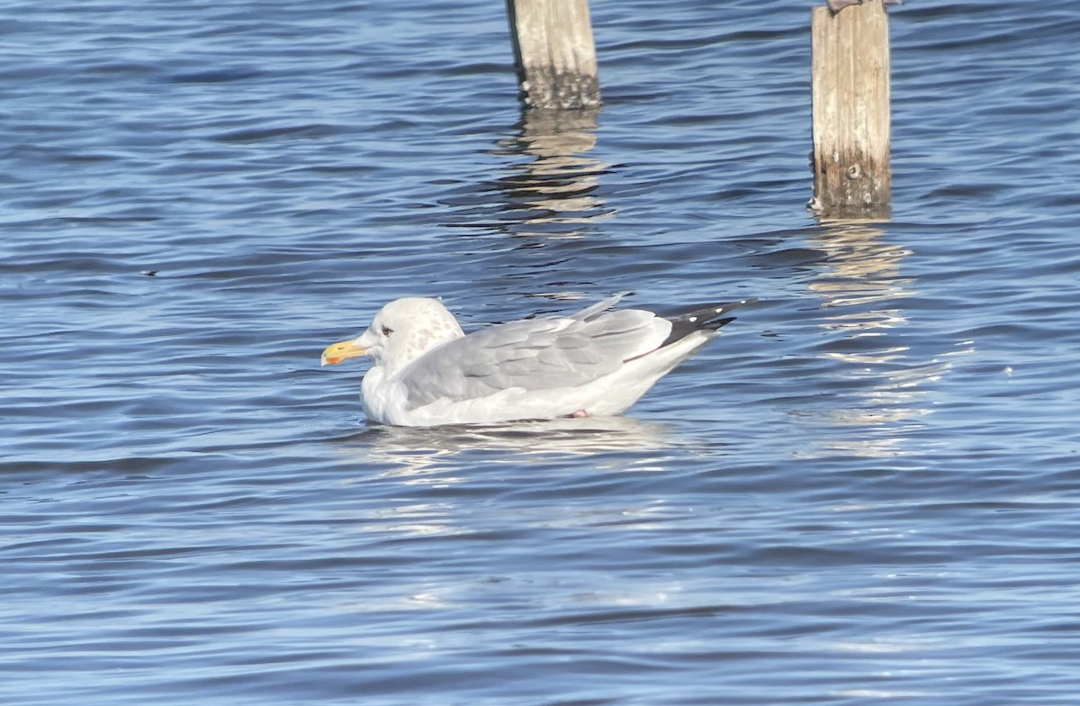 American Herring x Glaucous-winged Gull (hybrid) - ML629979041