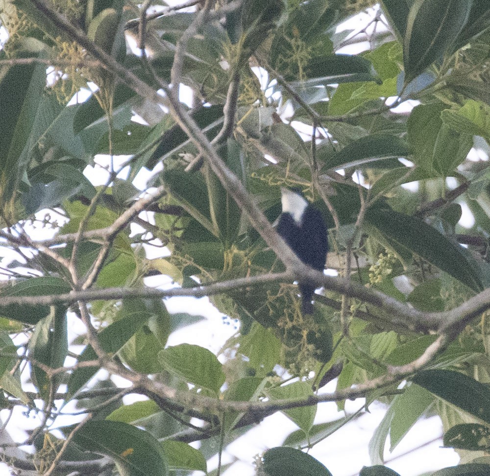 White-throated Manakin - ML629979120