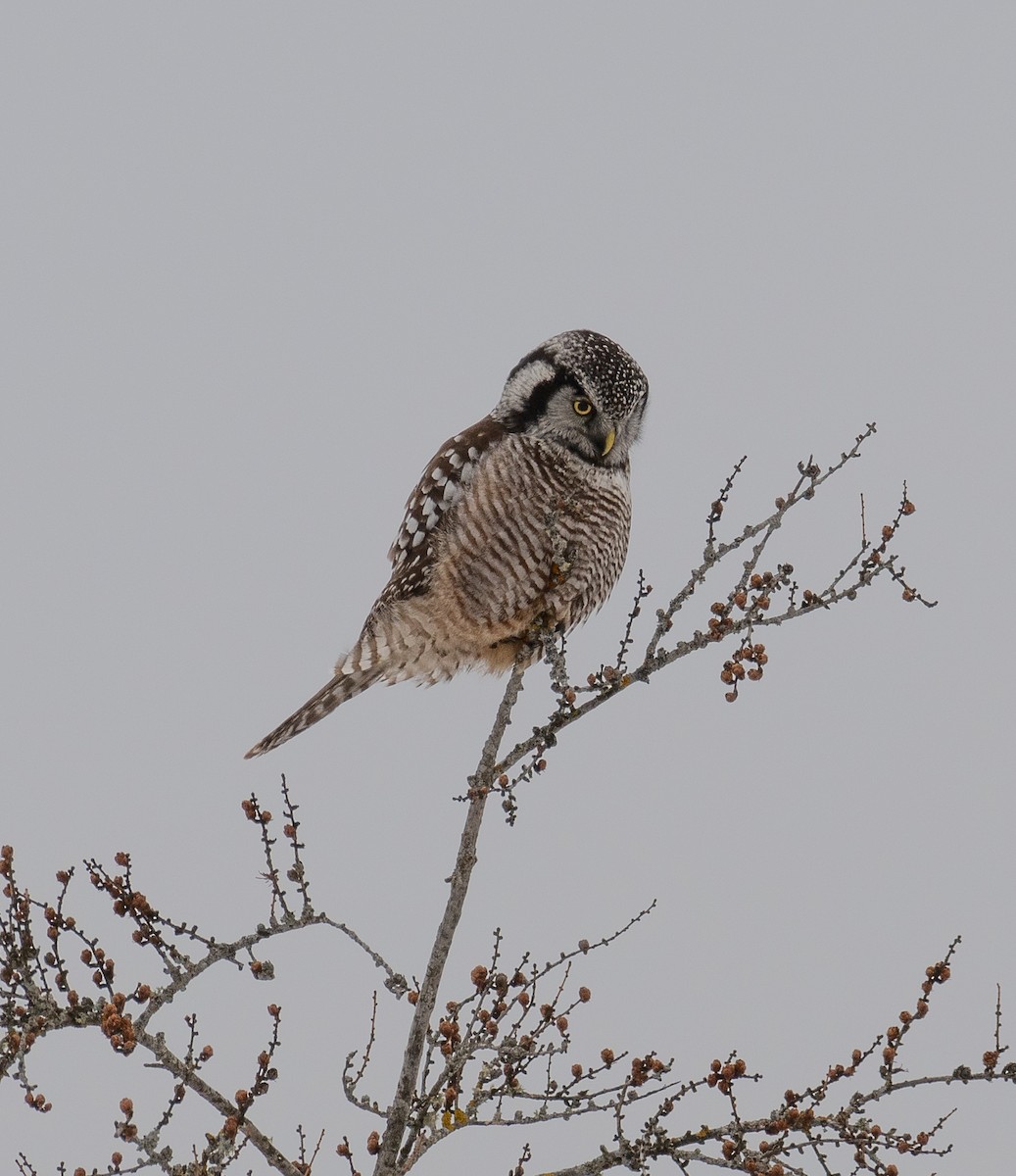 Northern Hawk Owl - ML629979147