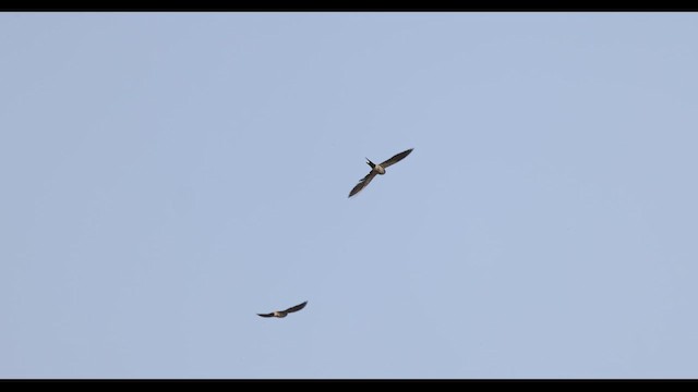 Eastern Red-rumped Swallow (Striated) - ML629979192