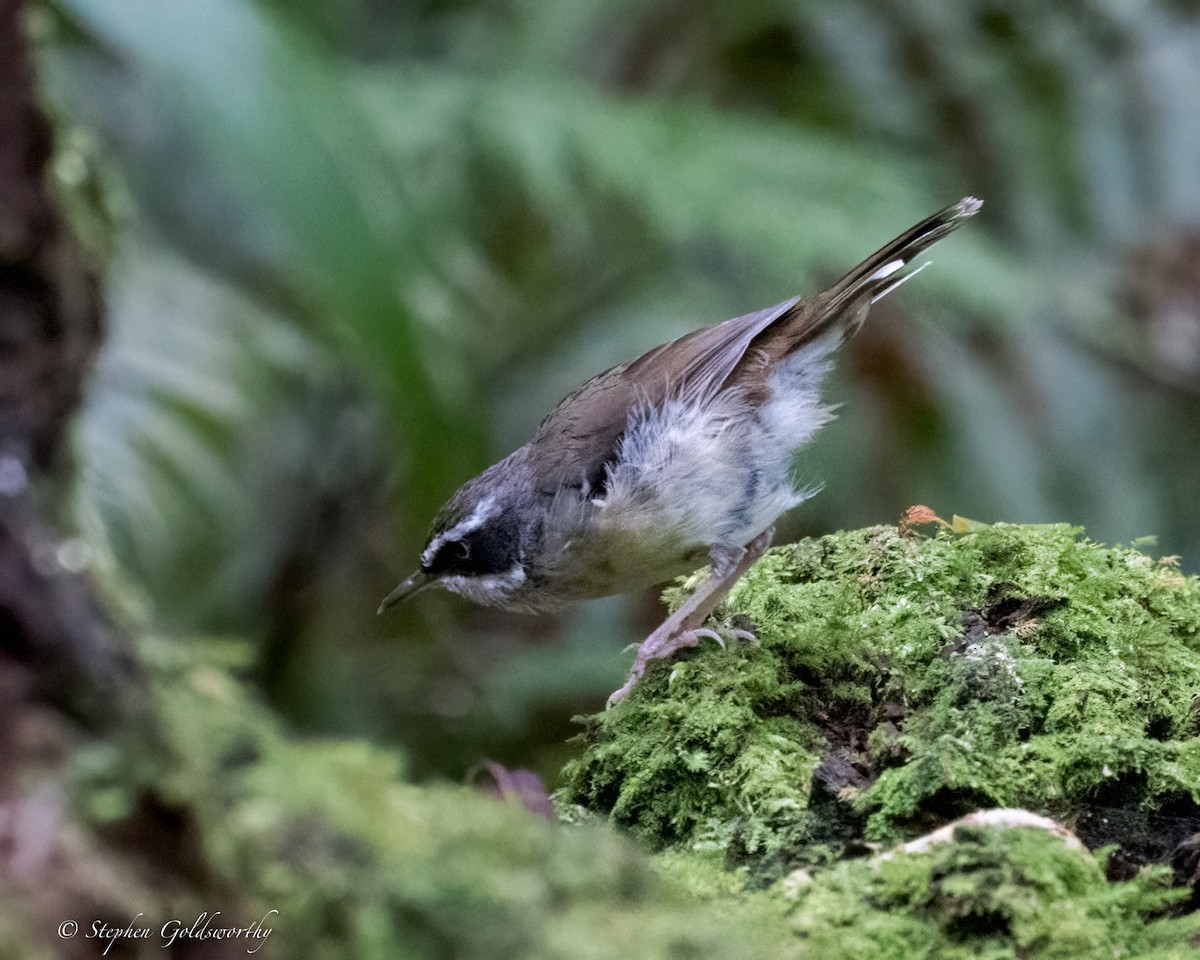 White-browed Scrubwren (Buff-breasted) - ML629979265