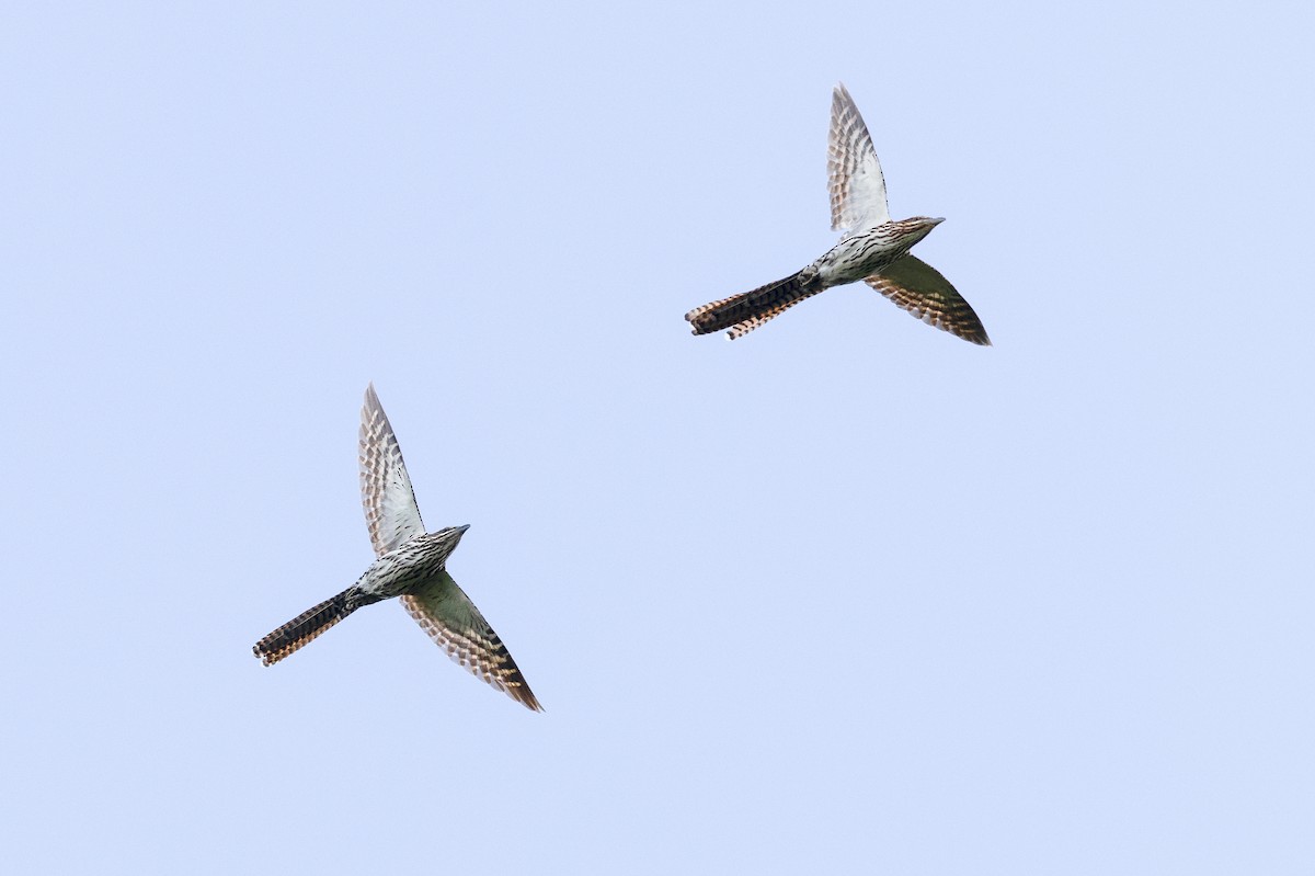 Long-tailed Koel - ML629979460