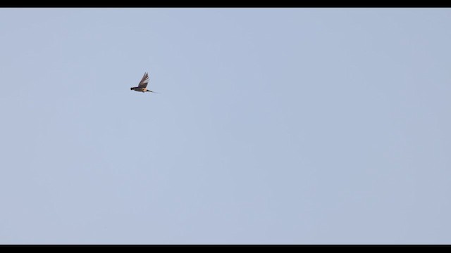 Eastern Red-rumped Swallow (Striated) - ML629979559