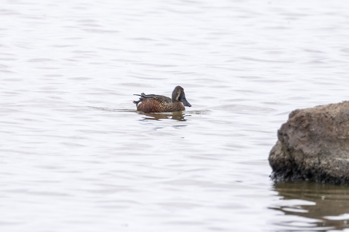 Canard bridé - ML629979749