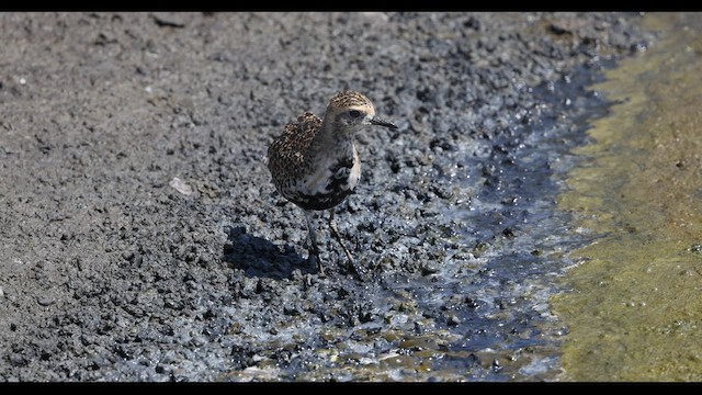Pacific Golden-Plover - ML629979896