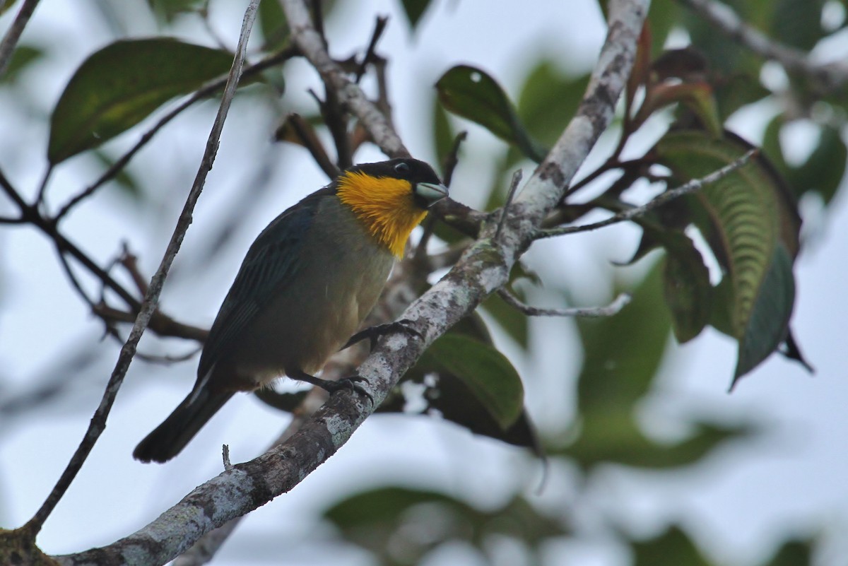 Yellow-throated Tanager - ML629980089