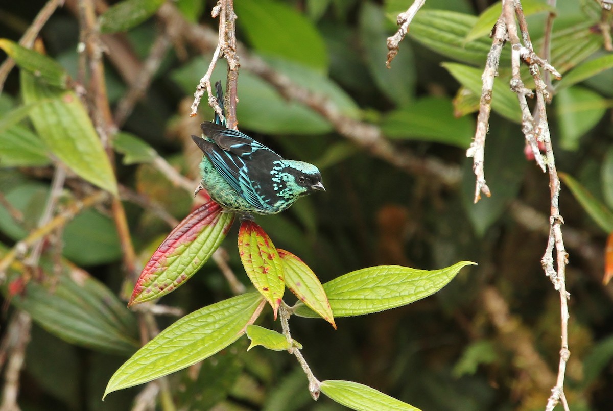Beryl-spangled Tanager - ML629980103