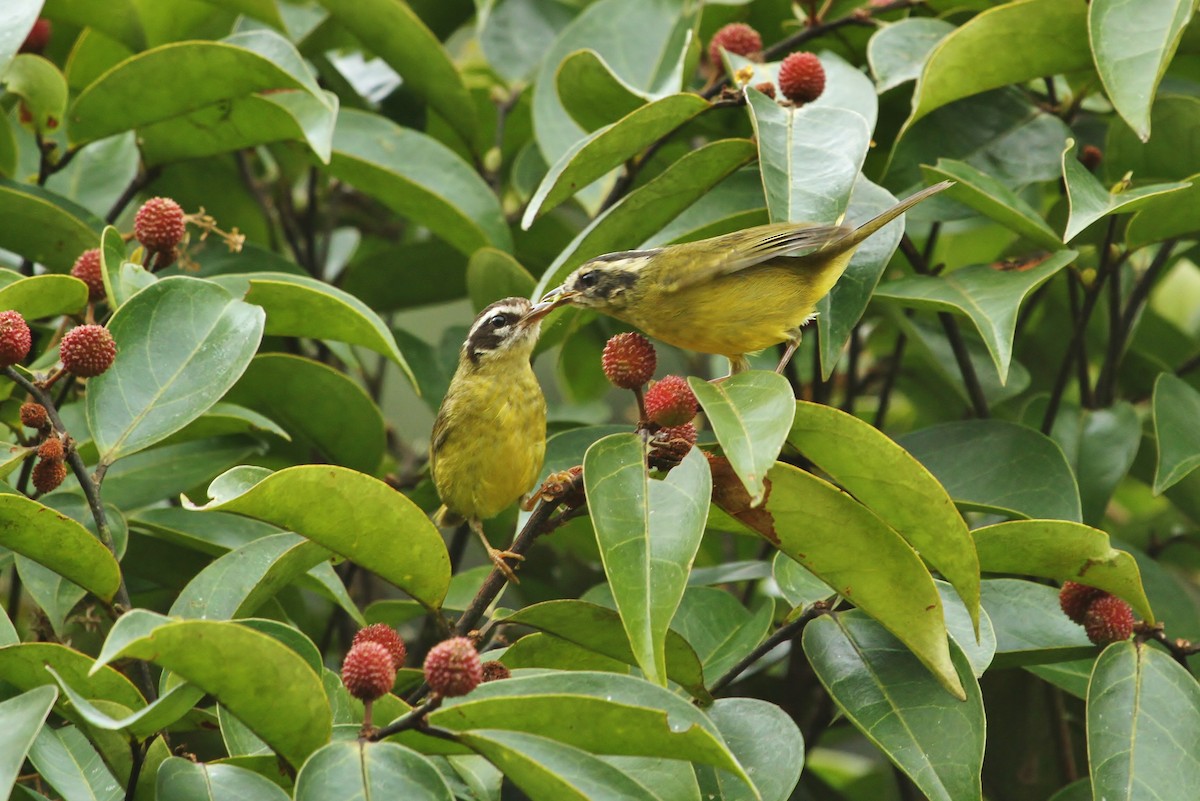 Three-striped Warbler - ML629980120