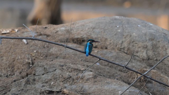 Common Kingfisher - ML629980268