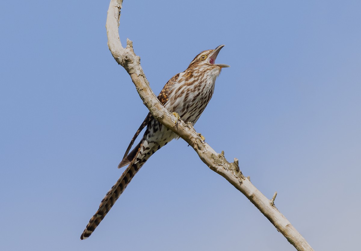 Long-tailed Koel - ML629980286