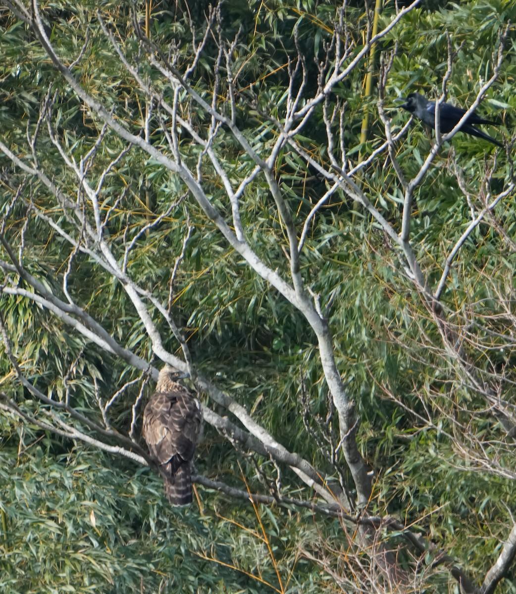 Mountain Hawk-Eagle - ML629980314