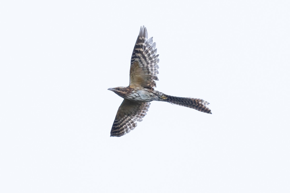 Long-tailed Koel - ML629980342