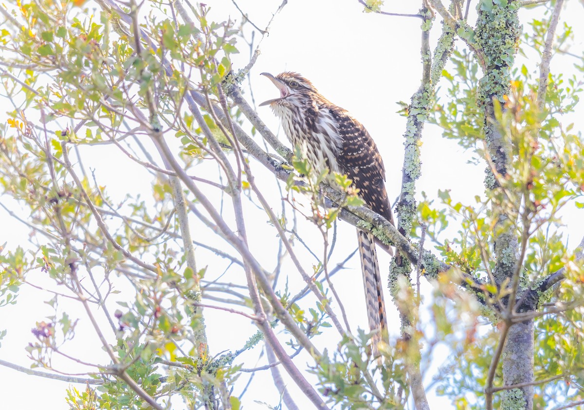 Long-tailed Koel - ML629980373