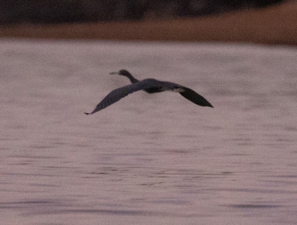 Little Blue Heron - ML629980396