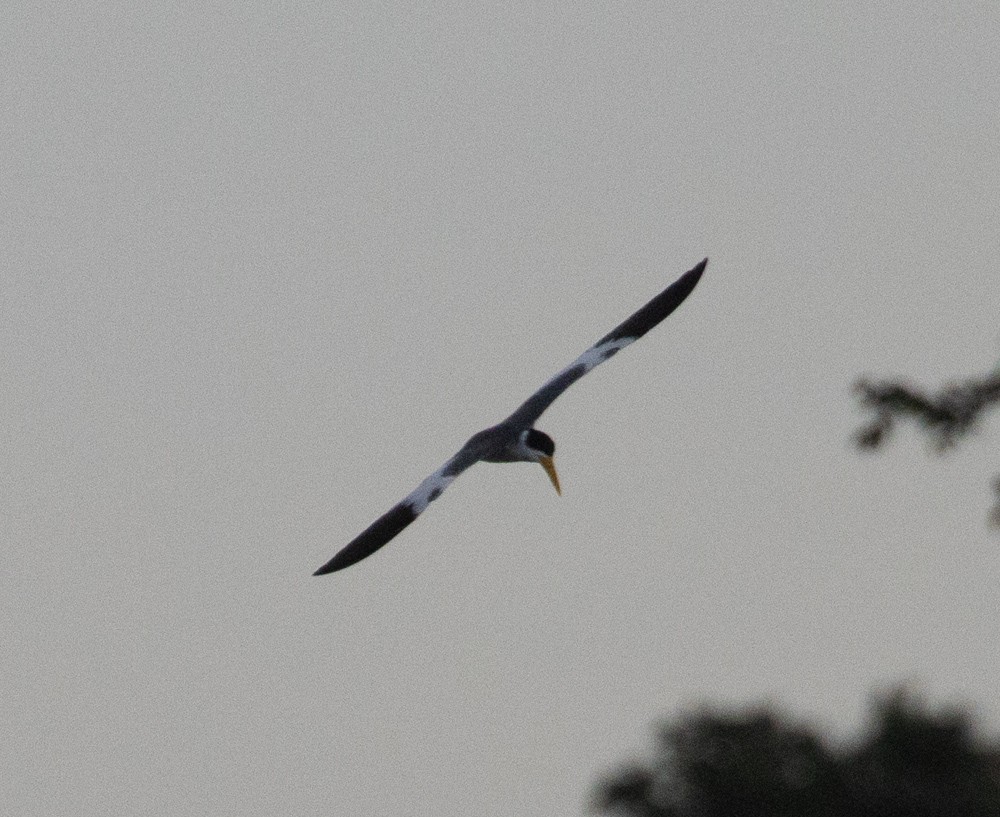 Large-billed Tern - ML629980410