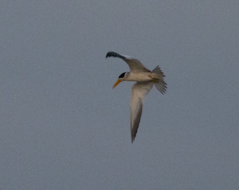 Large-billed Tern - ML629980422