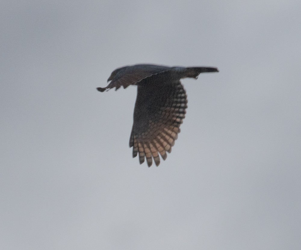 Roadside Hawk - ML629980426