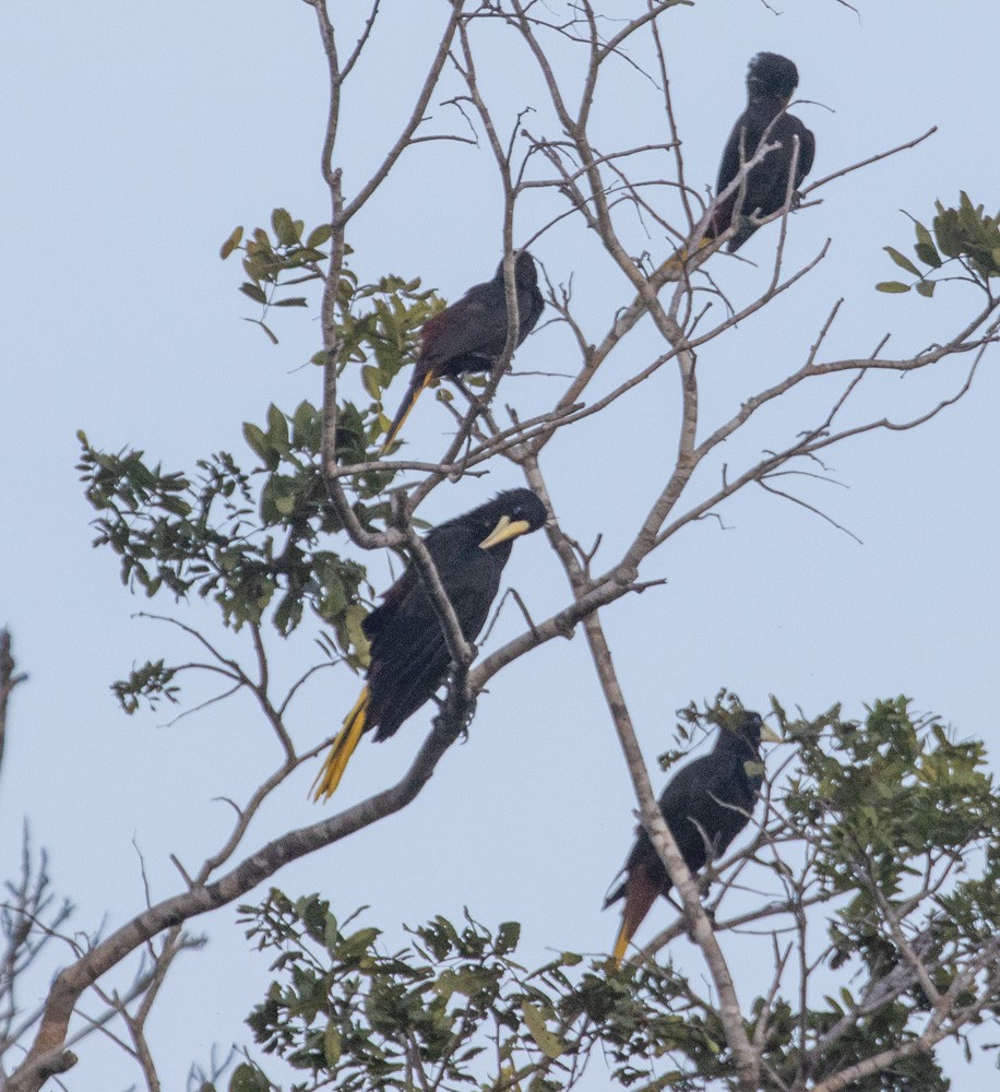 Crested Oropendola - ML629980466