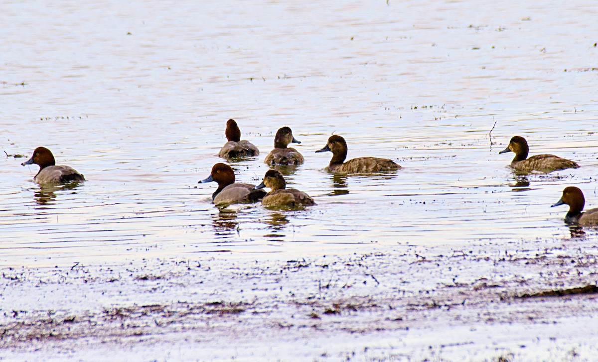 Redhead - ML629980547