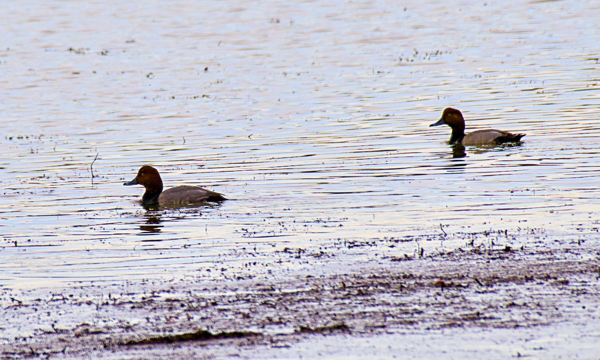 Redhead - ML629980548