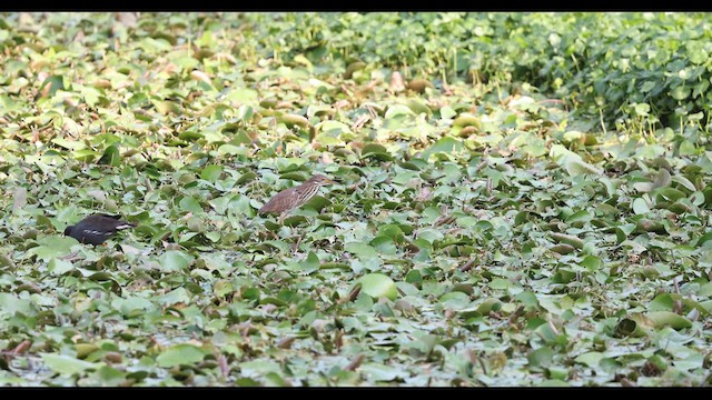 Cinnamon Bittern - ML629980610