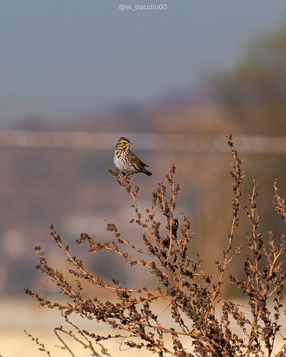 Savannah Sparrow - ML629980647