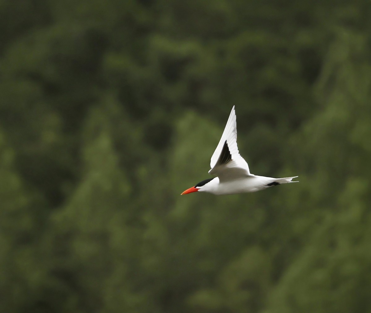 Caspian Tern - ML629980650