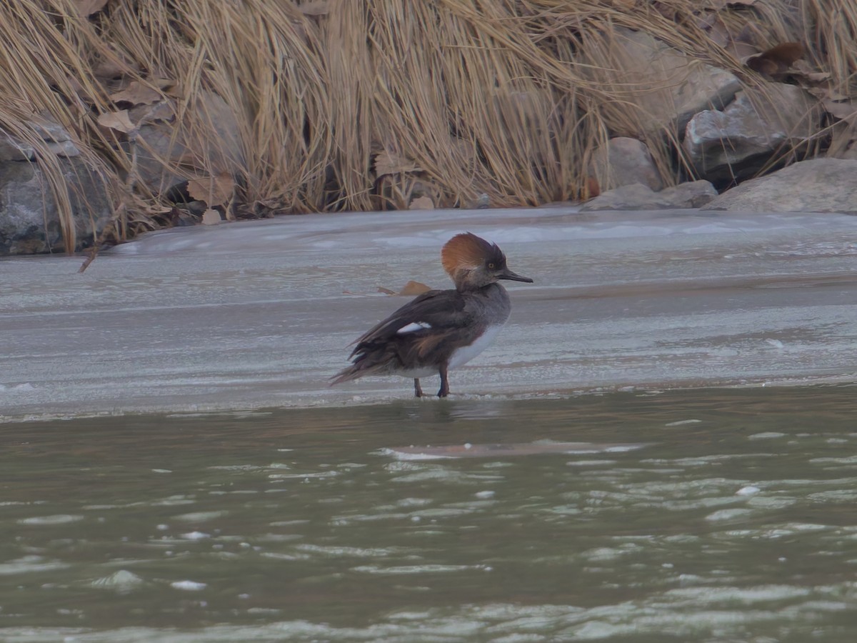 Hooded Merganser - ML629980671