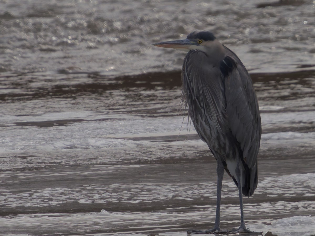 Great Blue Heron - ML629980673