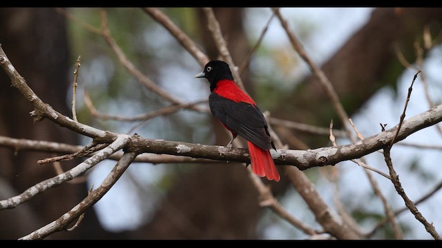 Loriot pourpré (ardens/nigellicauda) - ML629980871