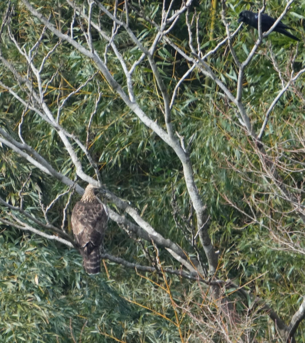 Mountain Hawk-Eagle - ML629980912