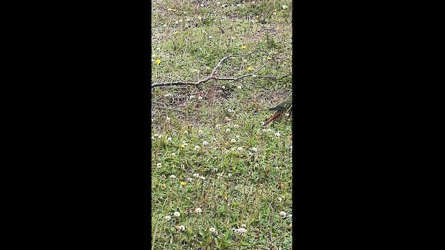 Macellan Papağanı - ML629981000