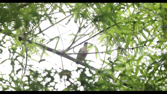 Fairy Pitta - ML629981010
