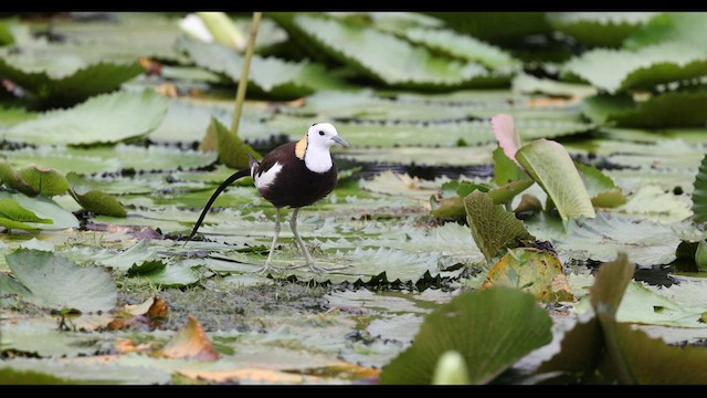Pheasant-tailed Jacana - ML629981172