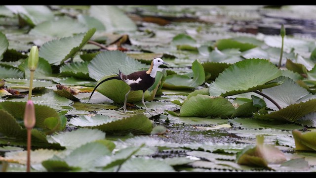 Pheasant-tailed Jacana - ML629981180