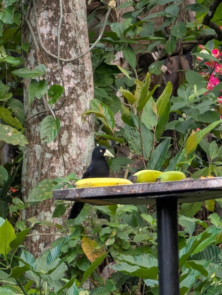 Yellow-billed Cacique - ML629981229