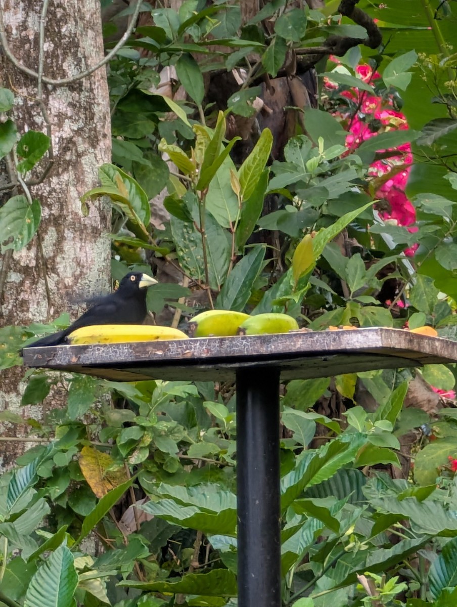 Yellow-billed Cacique - ML629981230