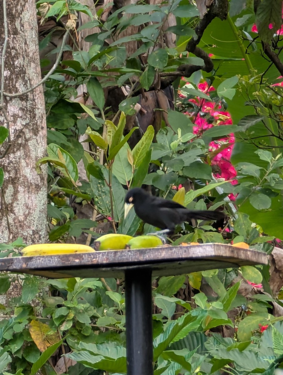 Yellow-billed Cacique - ML629981231