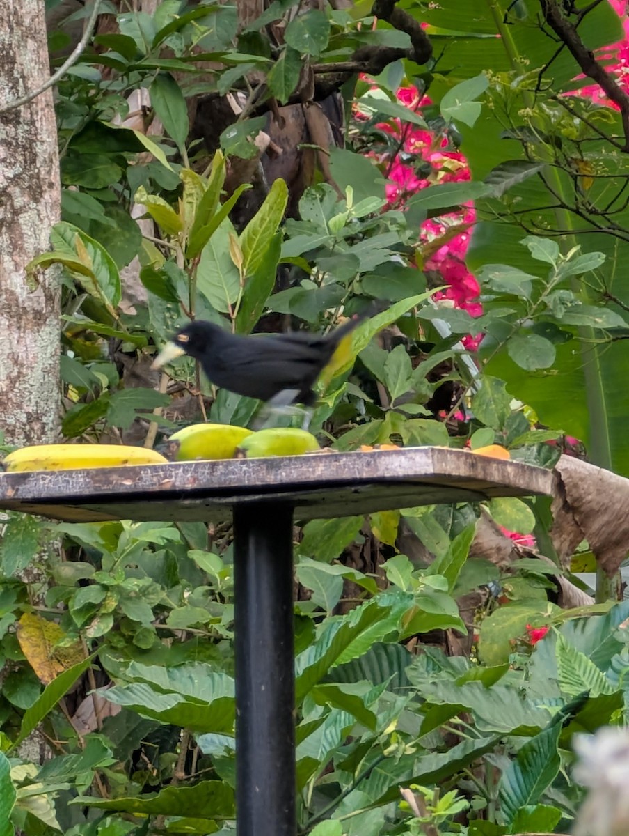 Yellow-billed Cacique - ML629981232