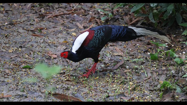 Swinhoe's Pheasant - ML629981277