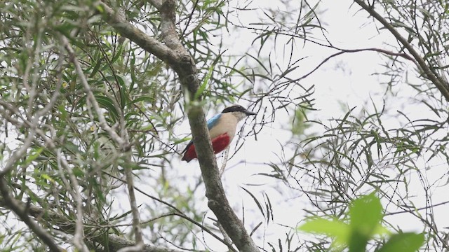 Fairy Pitta - ML629981310