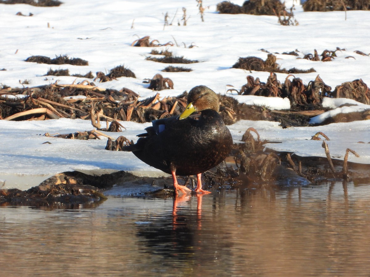 American Black Duck - ML629981316