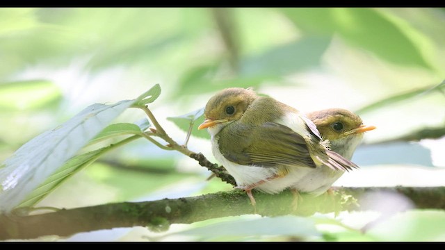 Rufous-faced Warbler - ML629981377