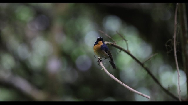 Gobemouche givré - ML629981421