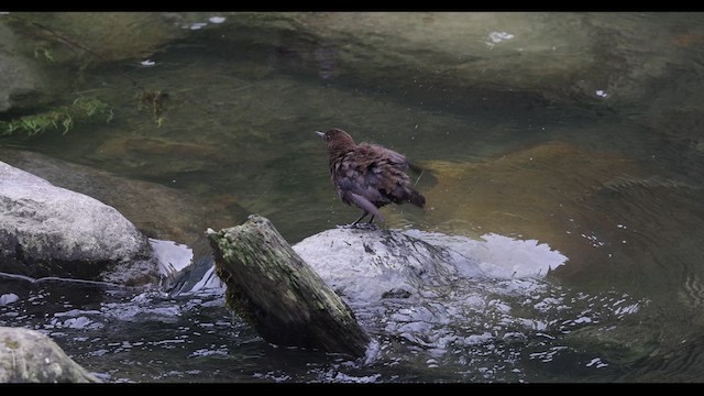 Brown Dipper - ML629981574