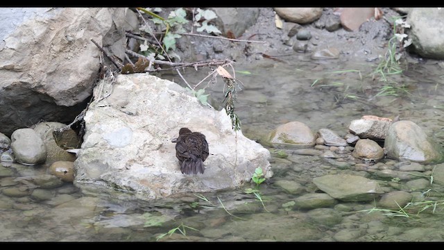 Brown Dipper - ML629981577