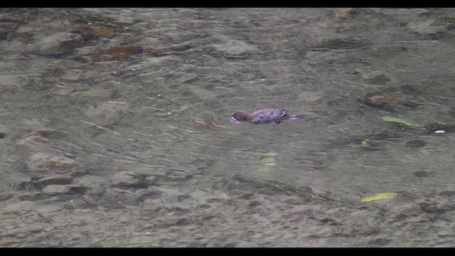Brown Dipper - ML629981585