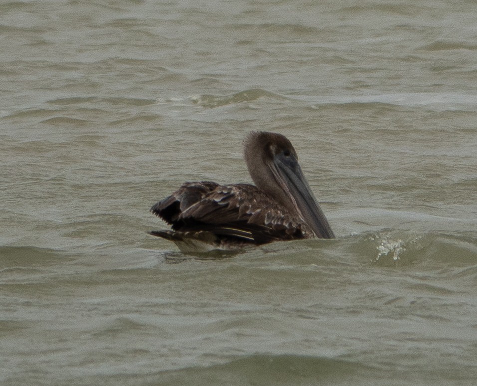 Brown Pelican - ML629981685